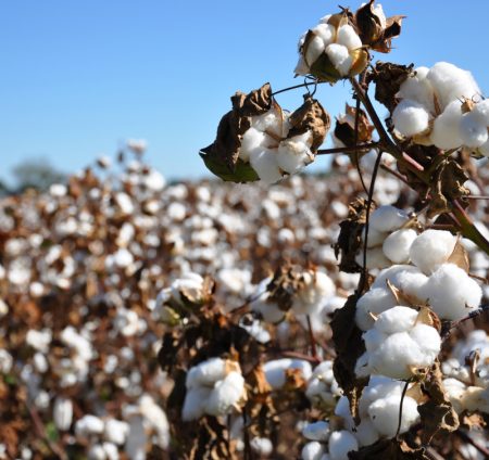 Cotton in field on farm.