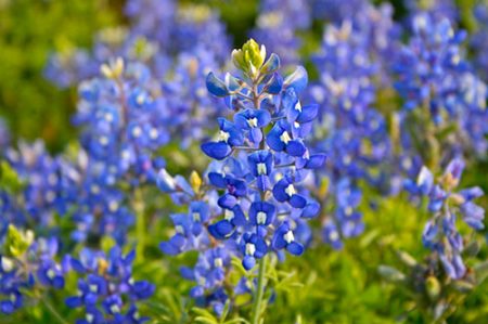 texas_flower_bluebonnets